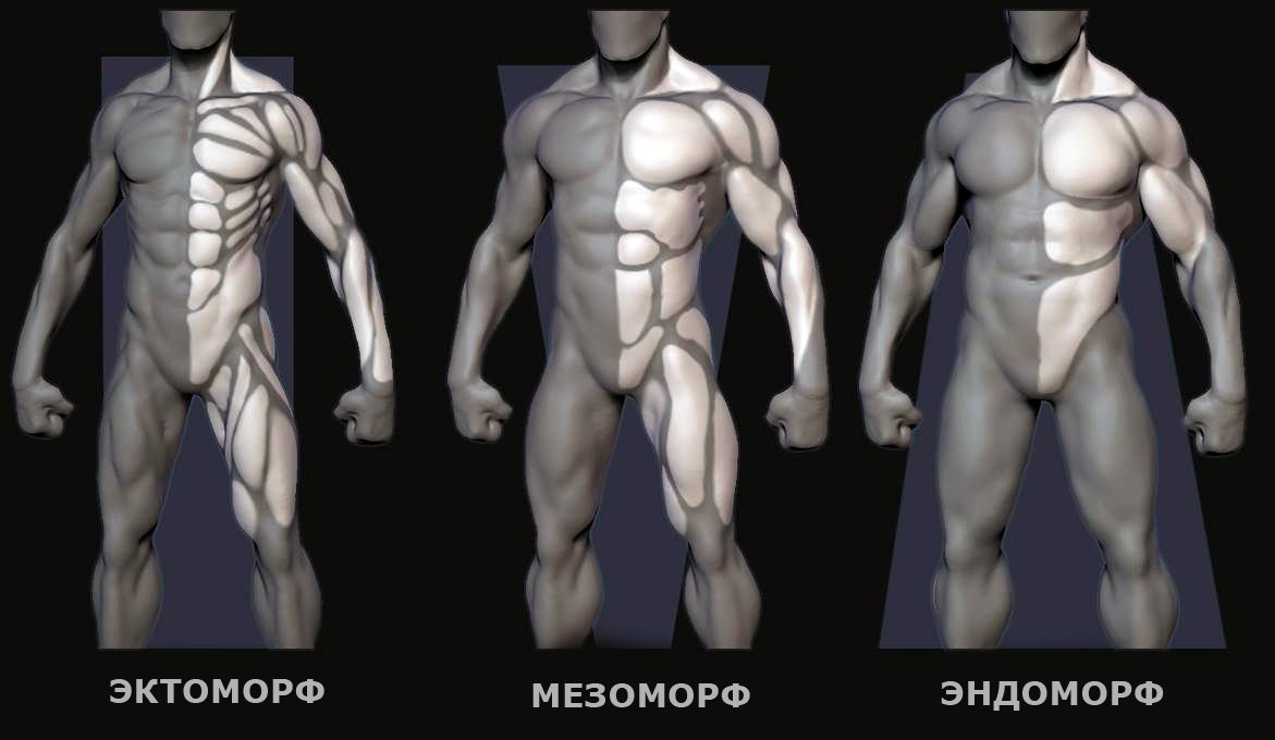 Существует три типа различного телосложения 